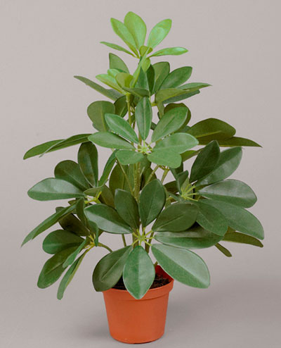 831-1 Schefflera 31cm